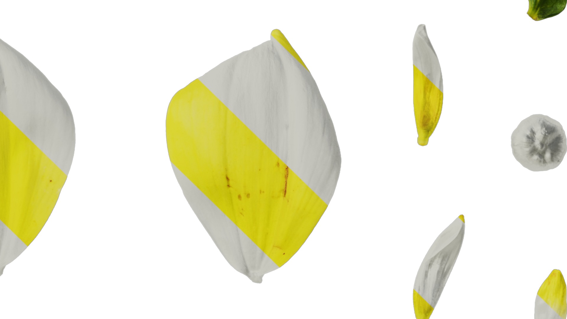 Anydrafts Dahlia pinnata 01 Flower 04 Texture_4