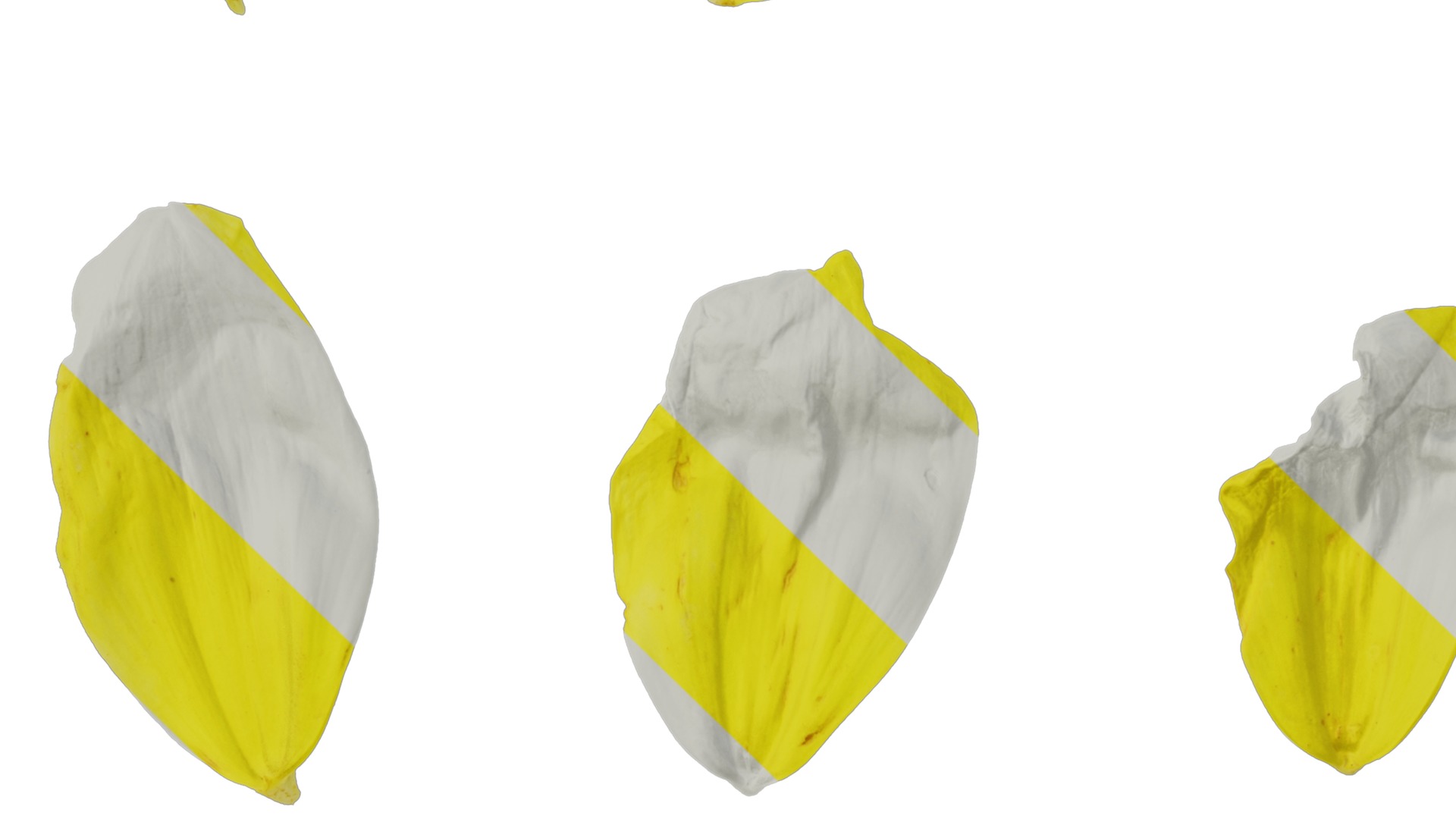 Anydrafts Dahlia pinnata 01 Flower 04 Texture_5