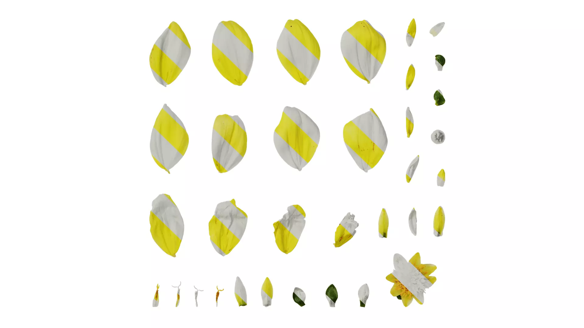 Anydrafts Dahlia pinnata 01 Flower 04 Texture_0