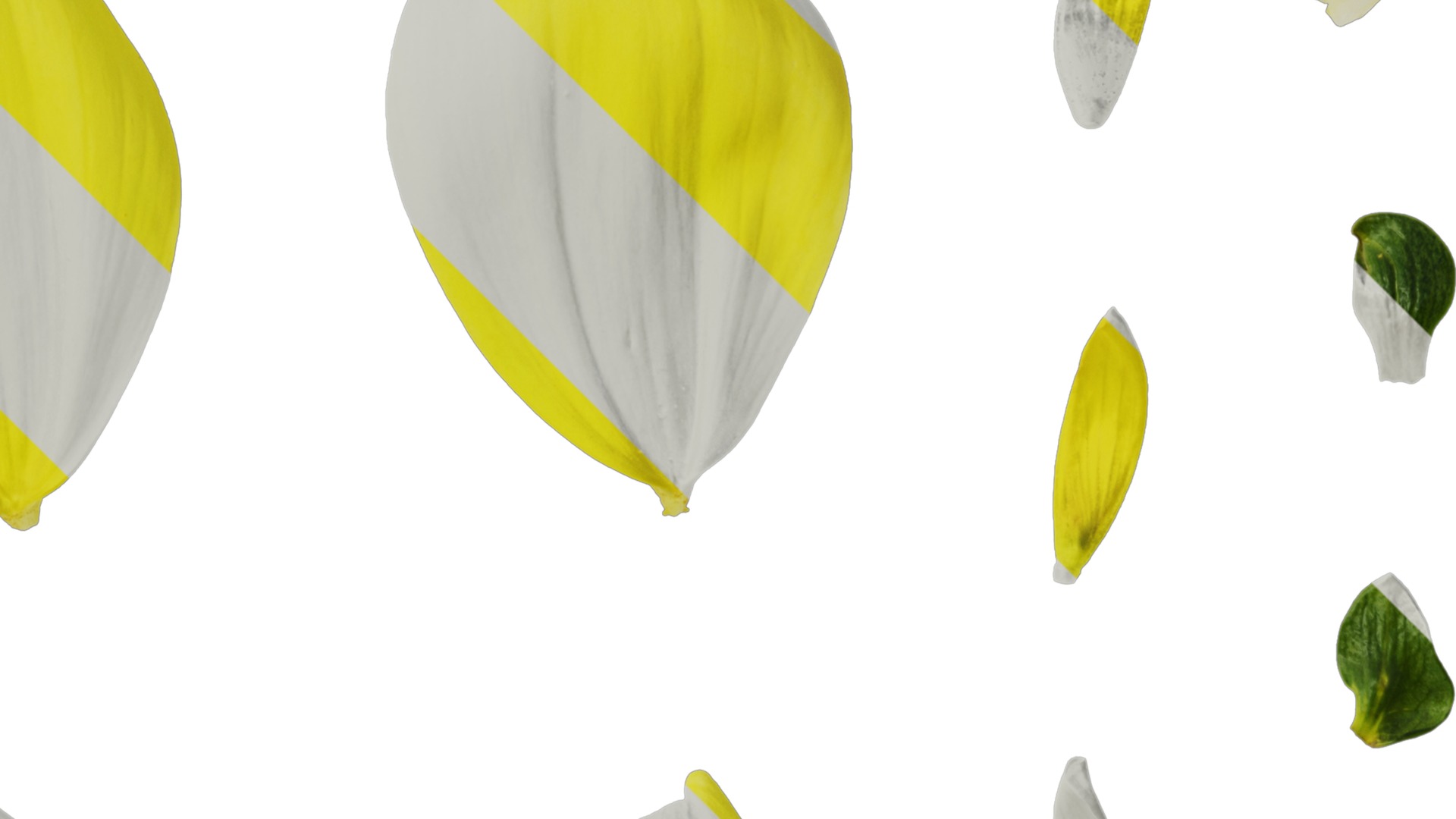 Anydrafts Dahlia pinnata 01 Flower 04 Texture_2