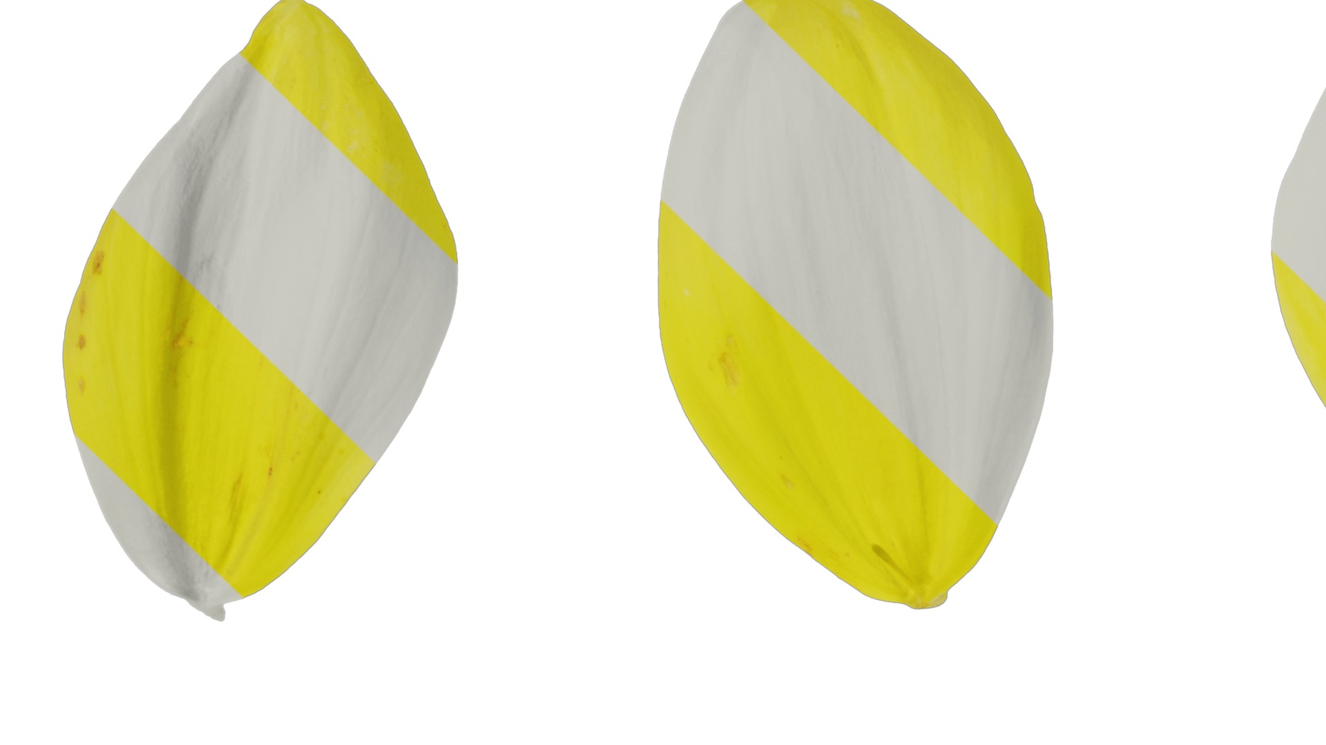 Anydrafts Dahlia pinnata 01 Flower 04 Texture_1