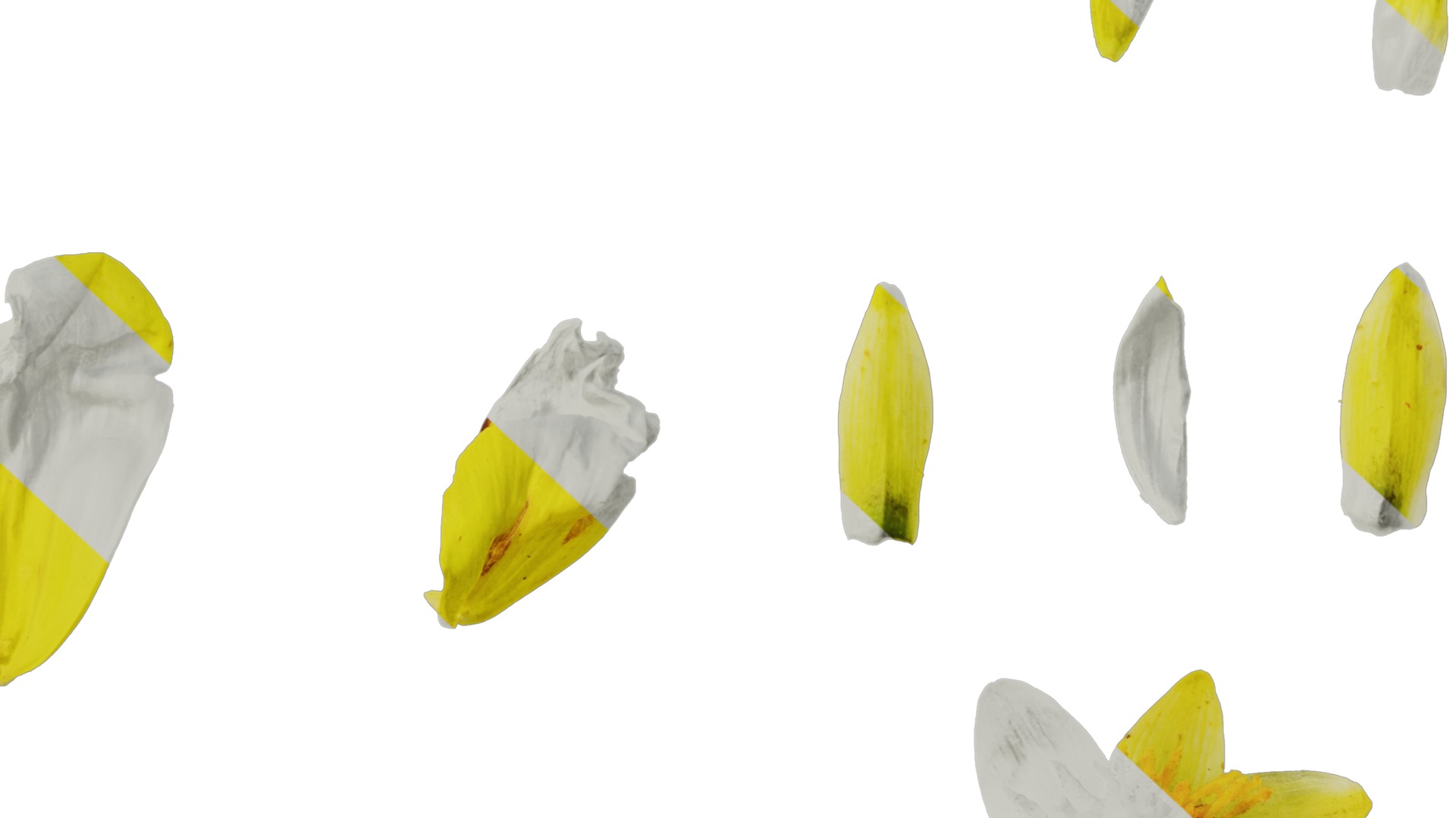 Anydrafts Dahlia pinnata 01 Flower 04 Texture_6