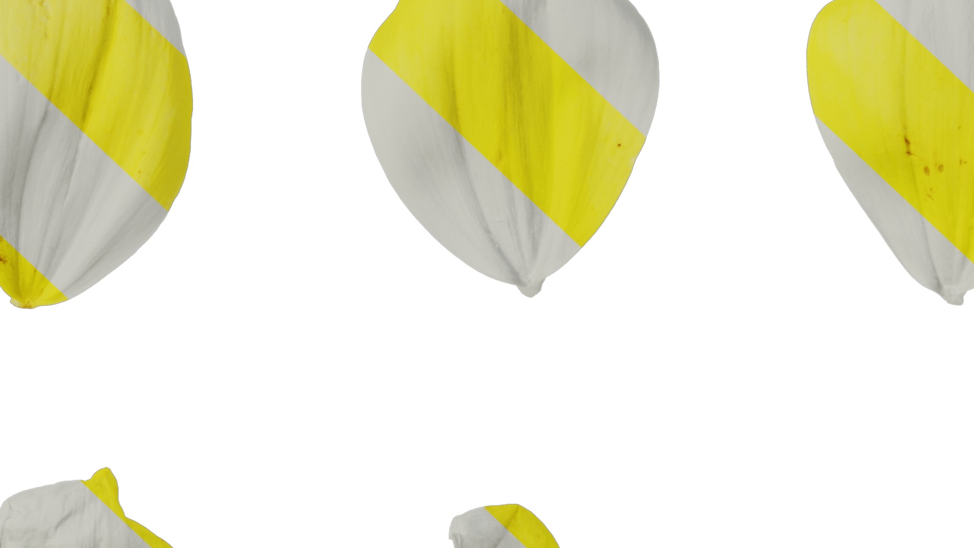 Anydrafts Dahlia pinnata 01 Flower 04 Texture_7