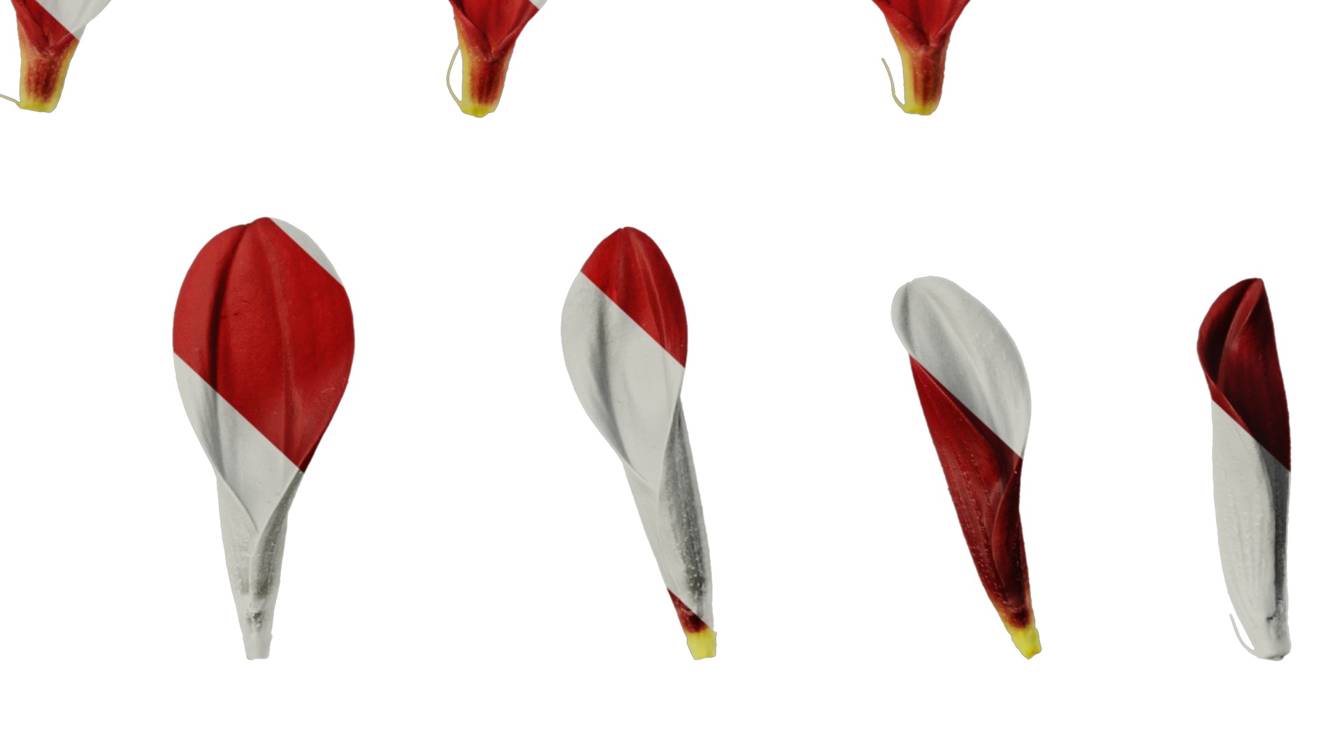 Anydrafts Dahlia pinnata 01 Flower 05 Texture_6