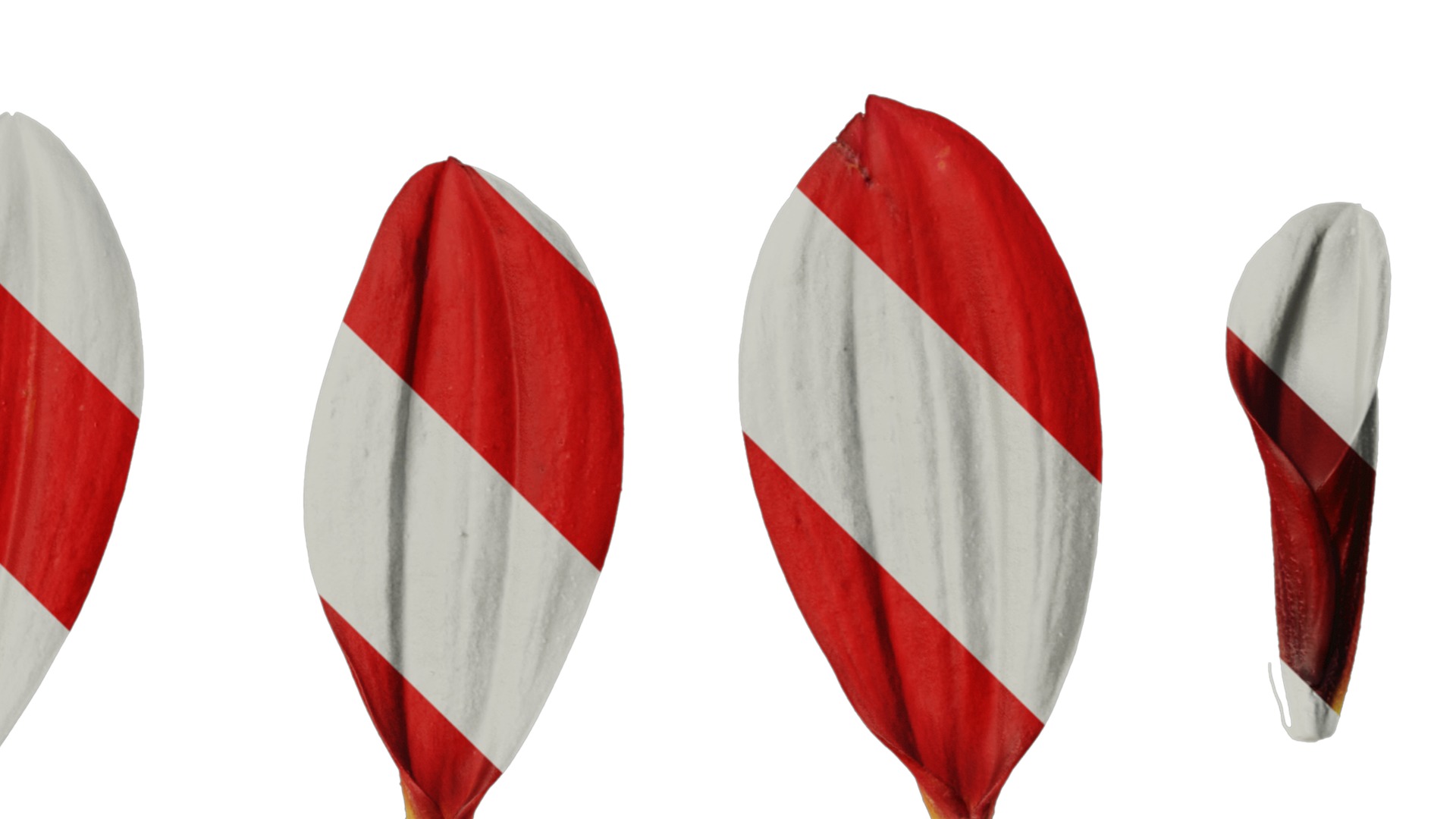 Anydrafts Dahlia pinnata 01 Flower 05 Texture_4