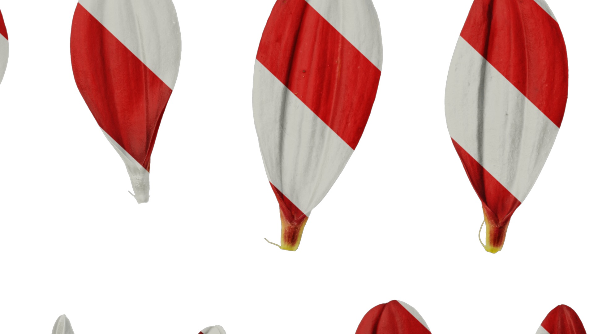 Anydrafts Dahlia pinnata 01 Flower 05 Texture_7