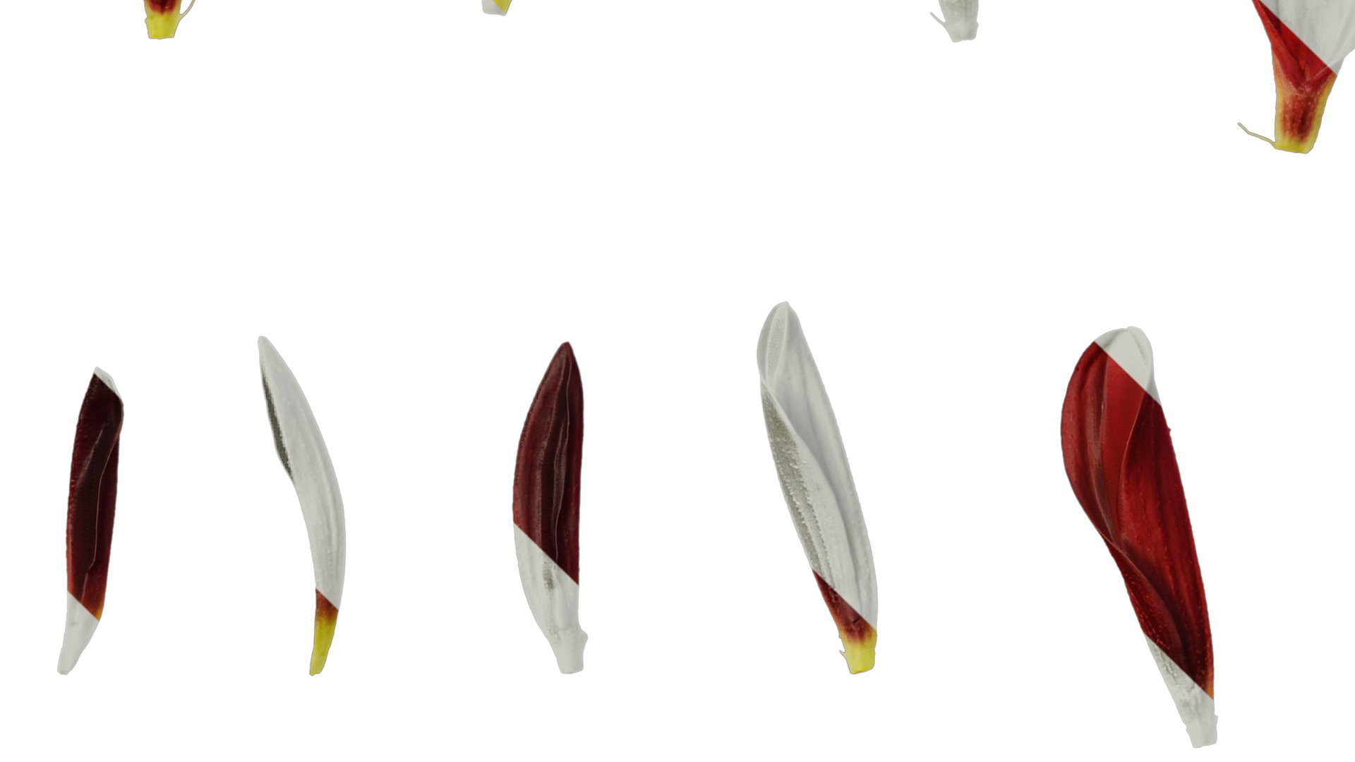 Anydrafts Dahlia pinnata 01 Flower 05 Texture_5