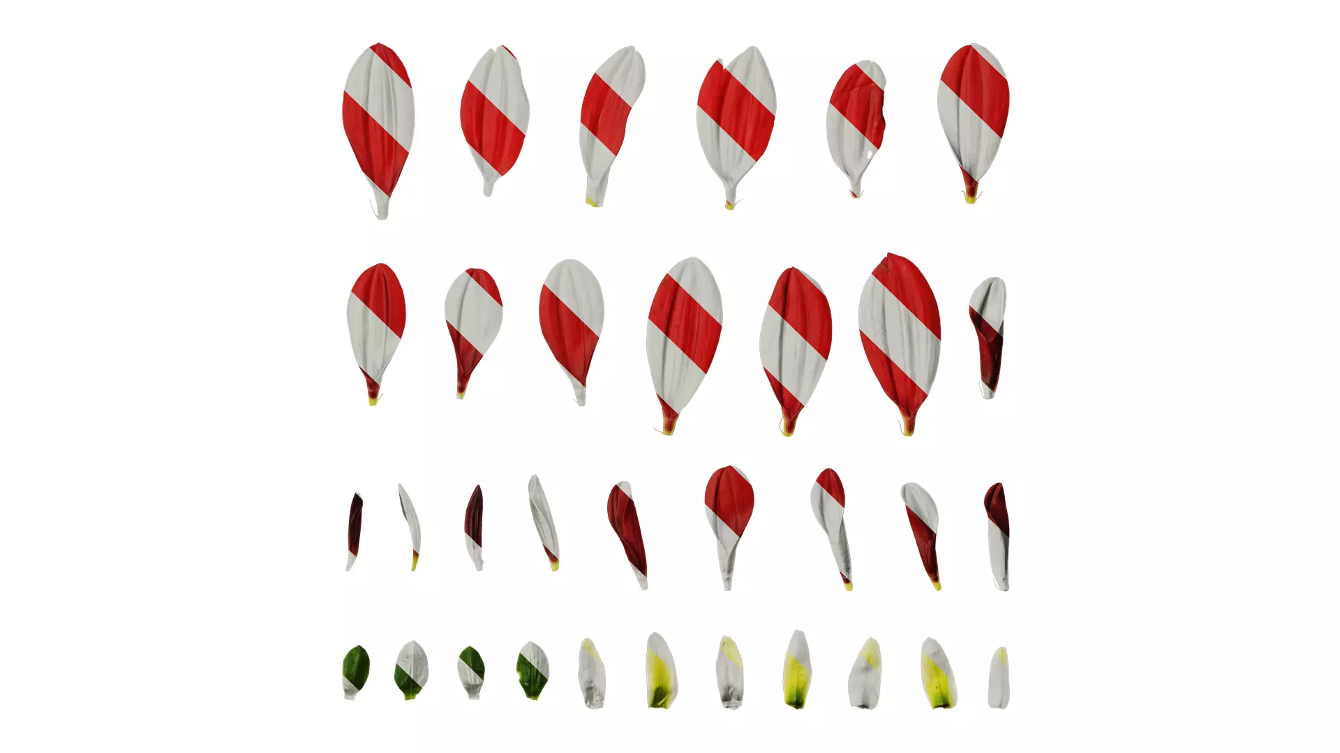 Anydrafts Dahlia pinnata 01 Flower 05 Texture_0