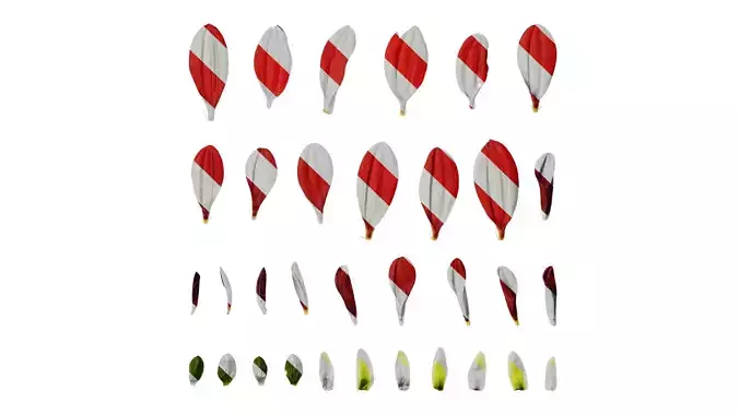 Anydrafts Dahlia pinnata 01 Flower 05