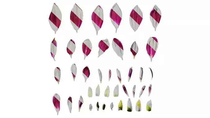 Anydrafts Dahlia pinnata 01 Flower 07