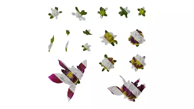 Anydrafts Dahlia pinnata 01 Flower 09