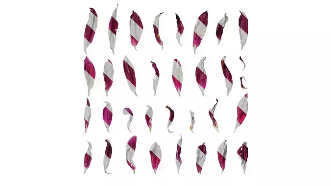 Anydrafts Dahlia pinnata 01 Flower 10