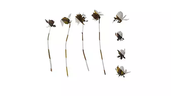 Anydrafts Dahlia pinnata 01 Flower 14