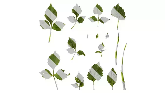 Anydrafts Dahlia pinnata 01 Leaf 01