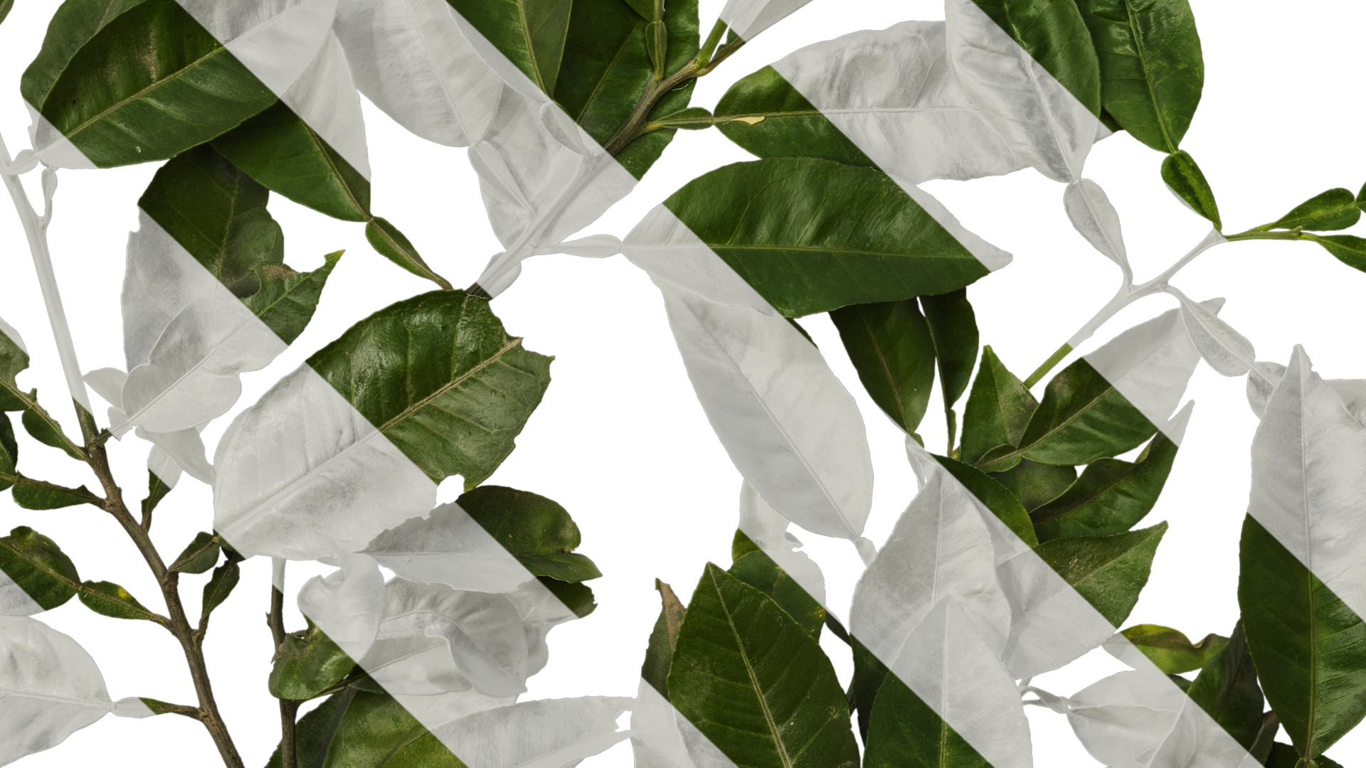 Anydrafts Citrus maxima Atlas 04 Texture_7