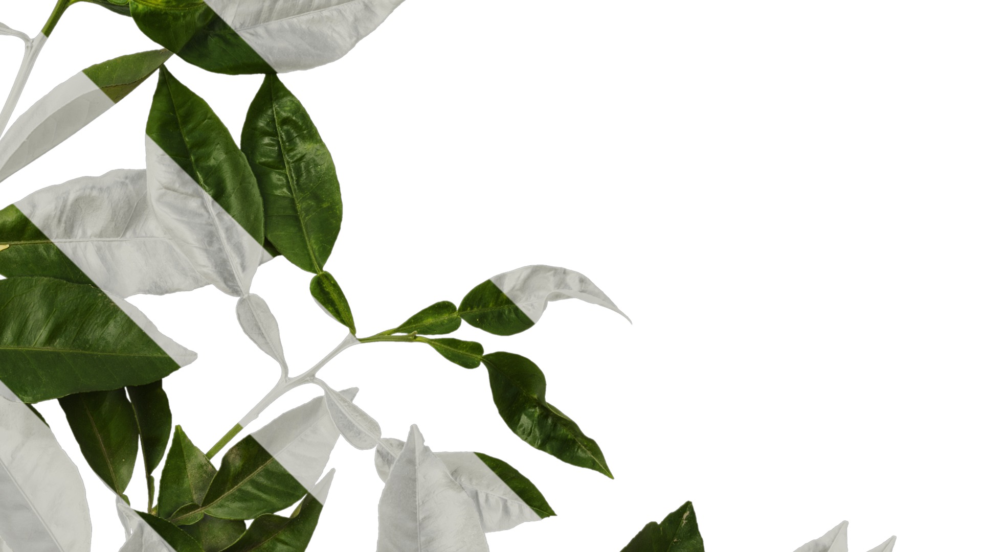 Anydrafts Citrus maxima Atlas 04 Texture_4