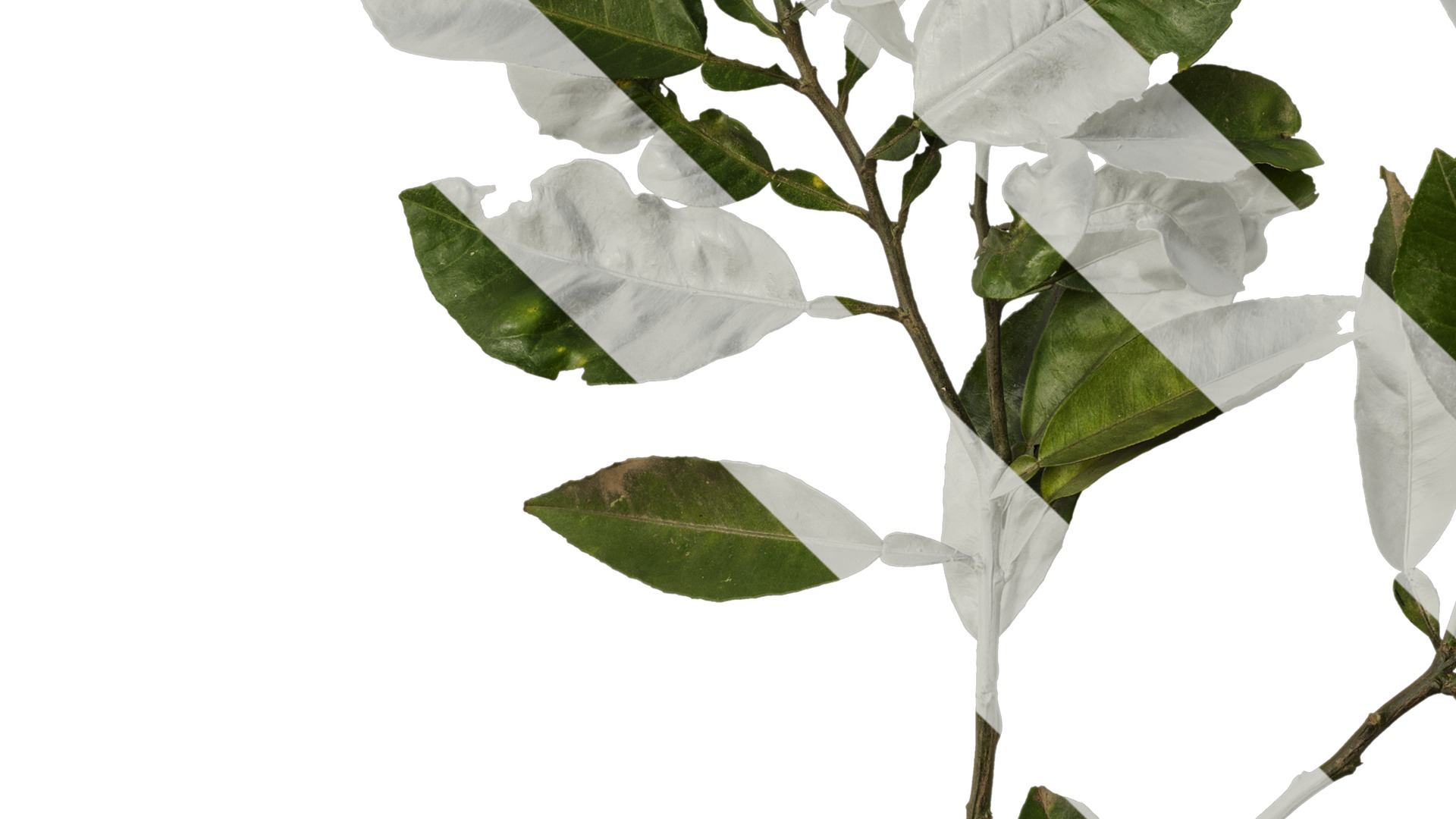 Anydrafts Citrus maxima Atlas 04 Texture_5