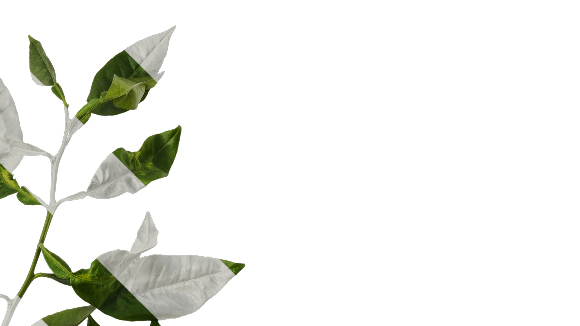 Anydrafts Citrus maxima Atlas 04 Texture_2