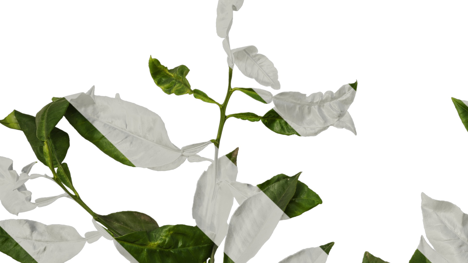 Anydrafts Citrus maxima Atlas 04 Texture_1