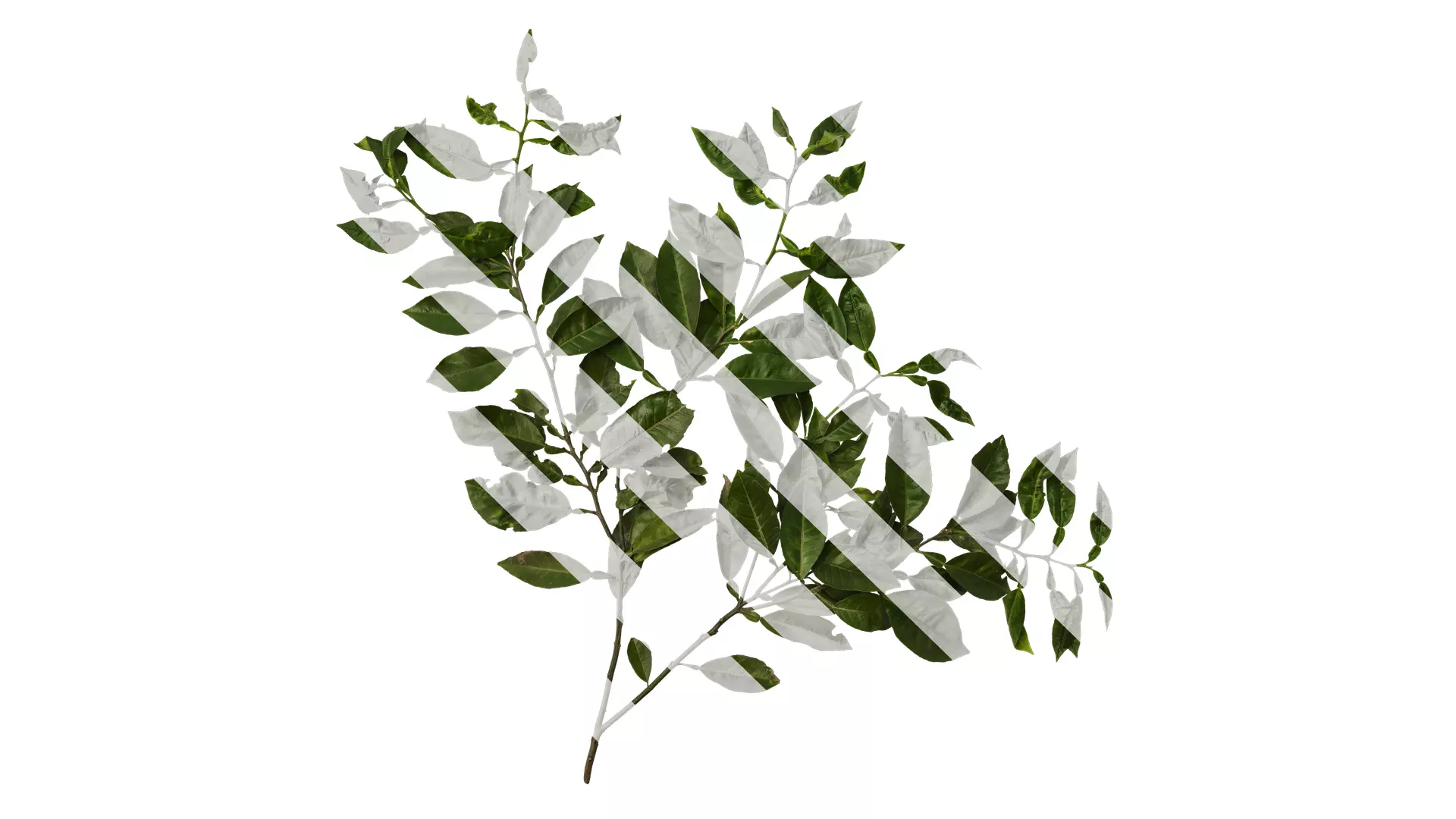 Anydrafts Citrus maxima Atlas 04 Texture_0