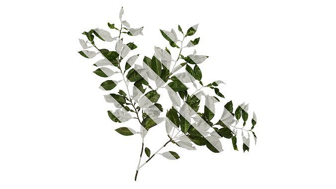Anydrafts Citrus maxima Atlas 04 Texture