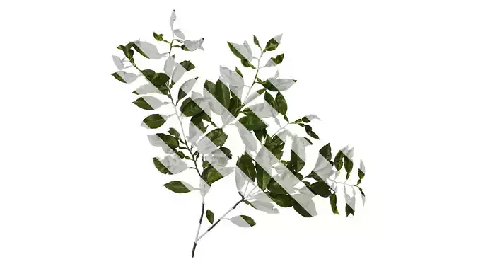 Anydrafts Citrus maxima Atlas 04