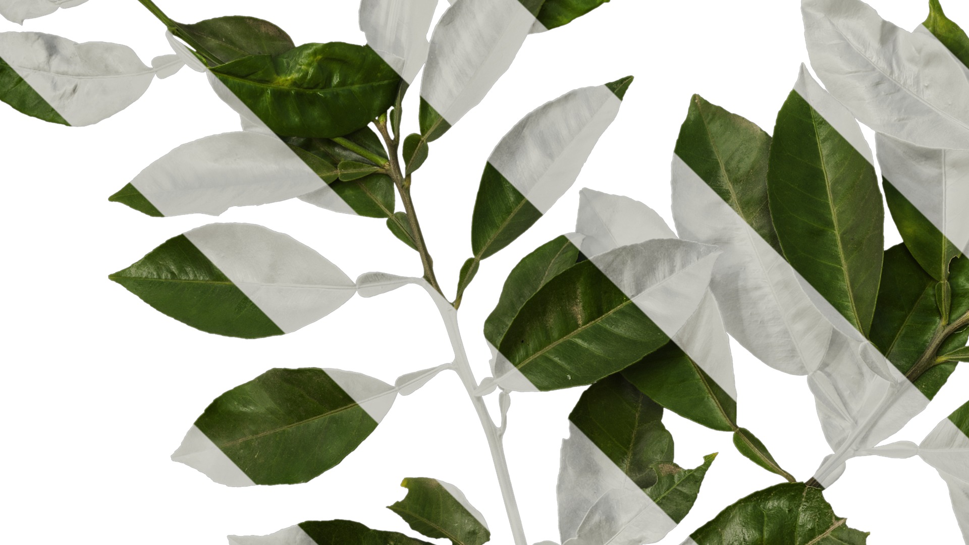 Anydrafts Citrus maxima Atlas 04 Texture_3