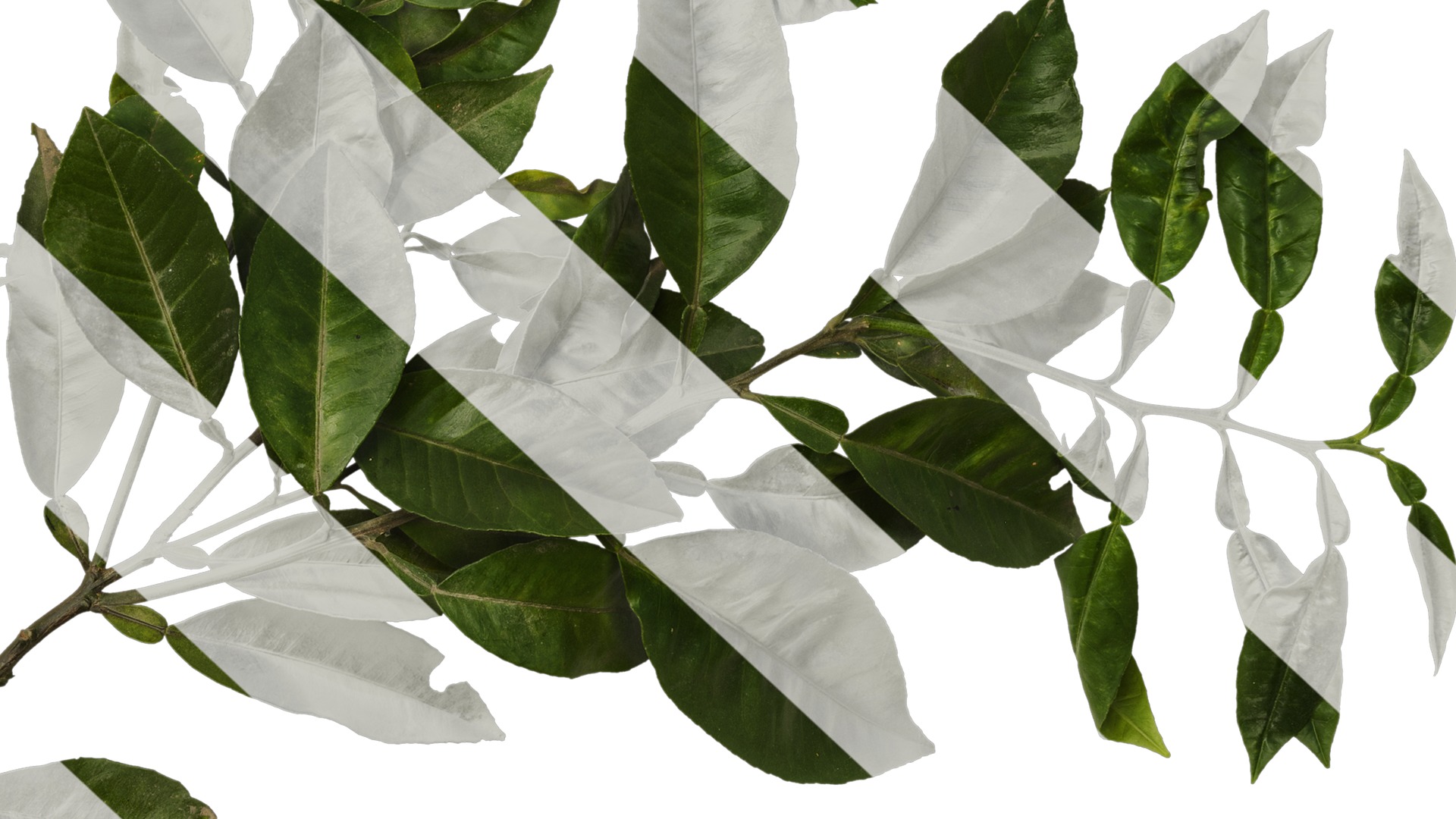 Anydrafts Citrus maxima Atlas 04 Texture_6