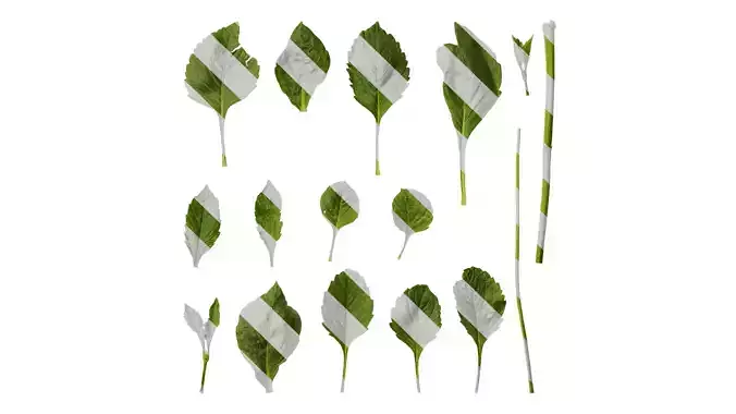 Anydrafts Dahlia pinnata 01 Leaf 02