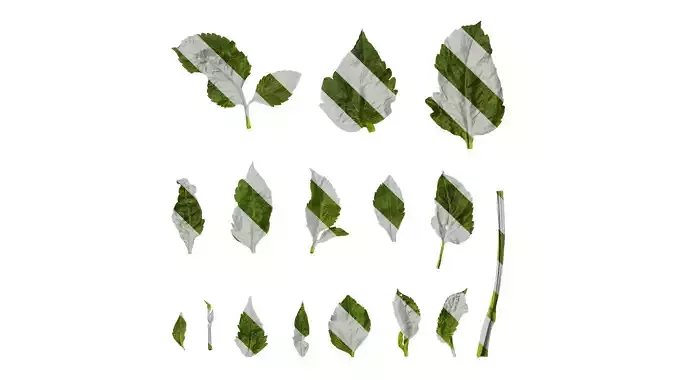 Anydrafts Dahlia pinnata 01 Leaf 15