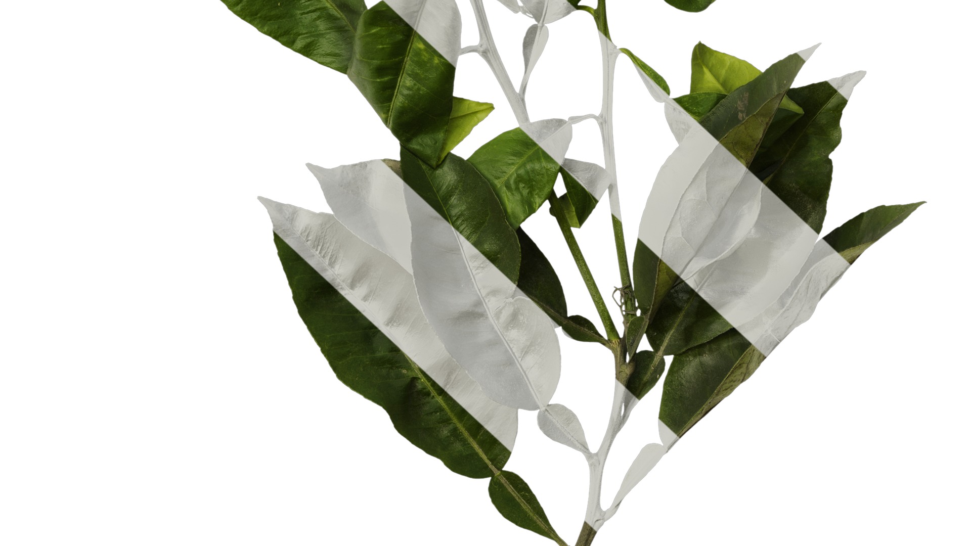 Anydrafts Citrus maxima Atlas 05 Texture_6