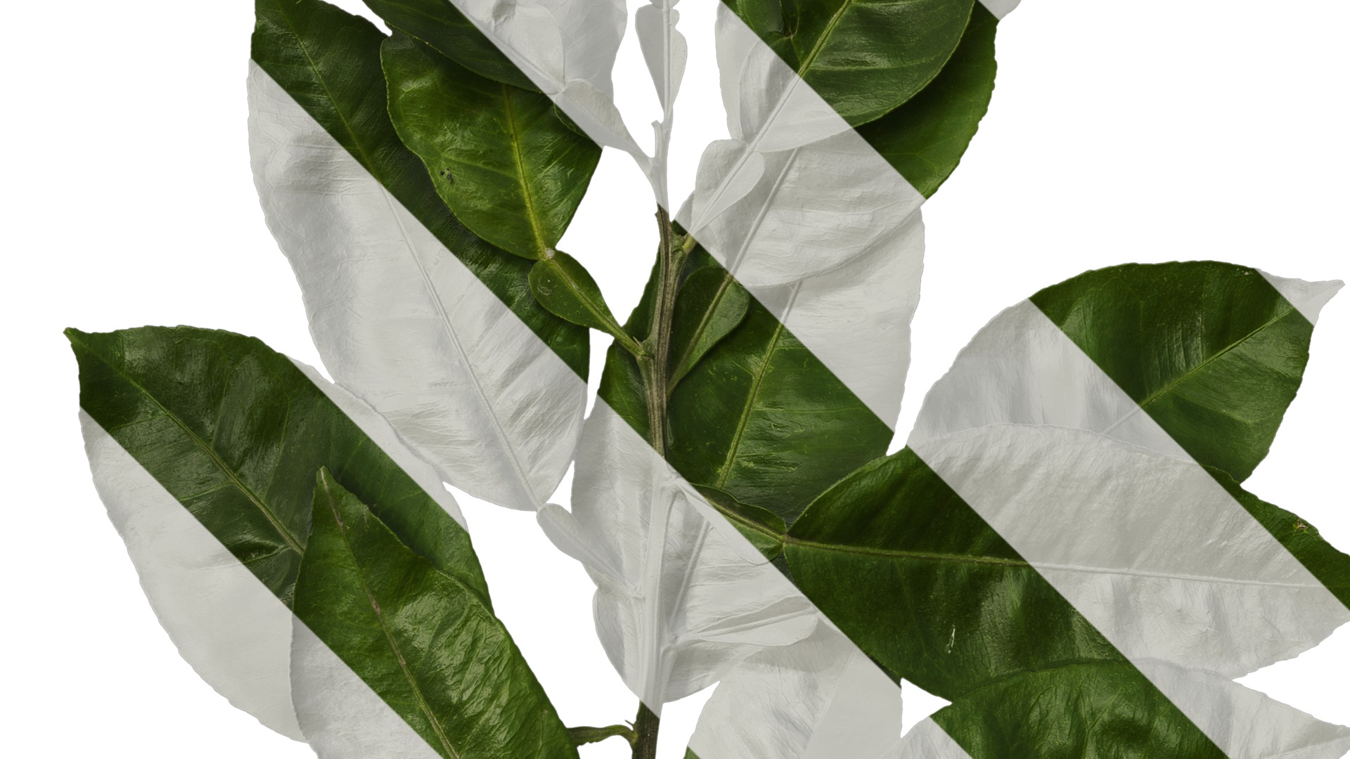 Anydrafts Citrus maxima Atlas 05 Texture_3