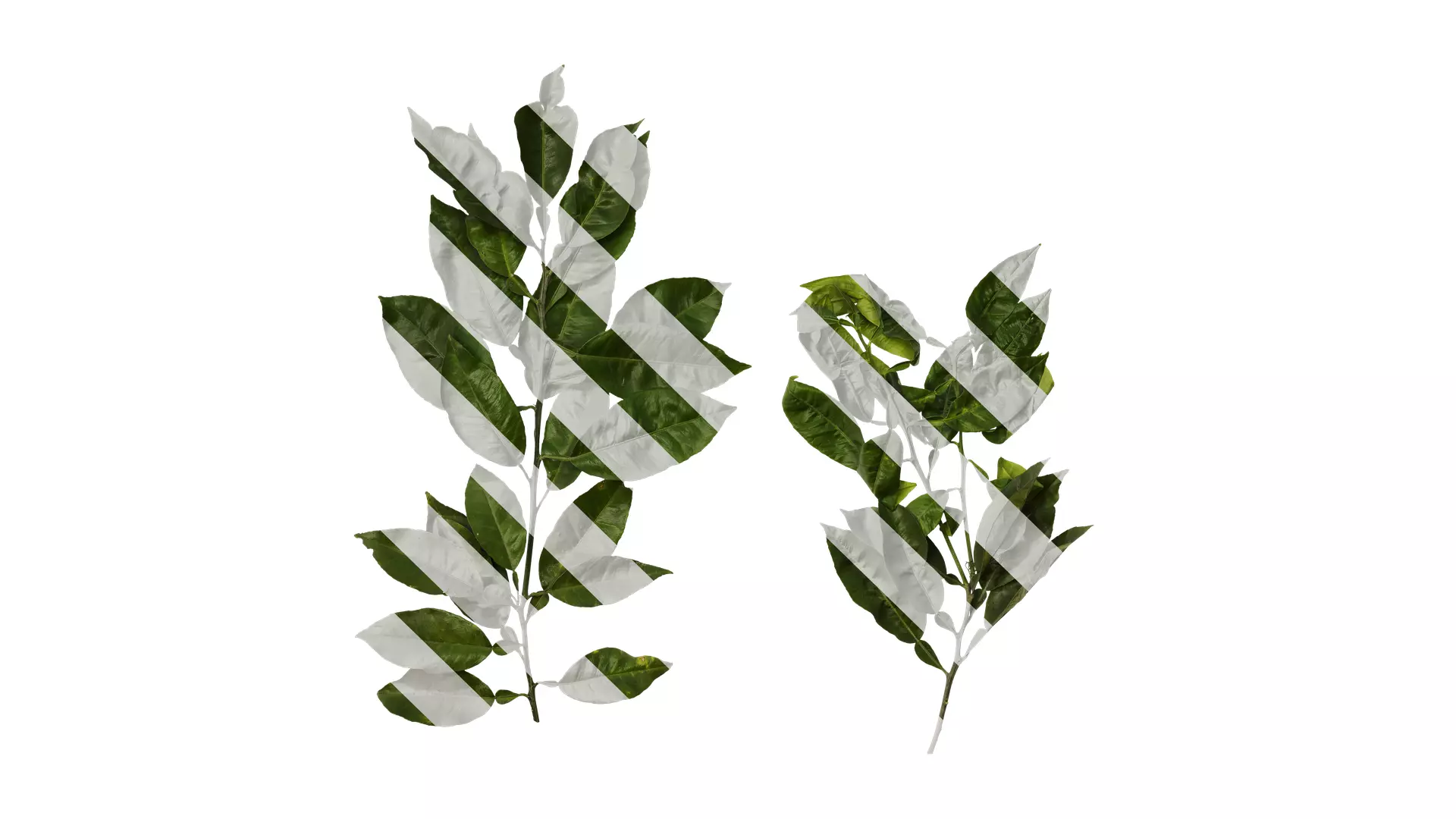 Anydrafts Citrus maxima Atlas 05 Texture_0