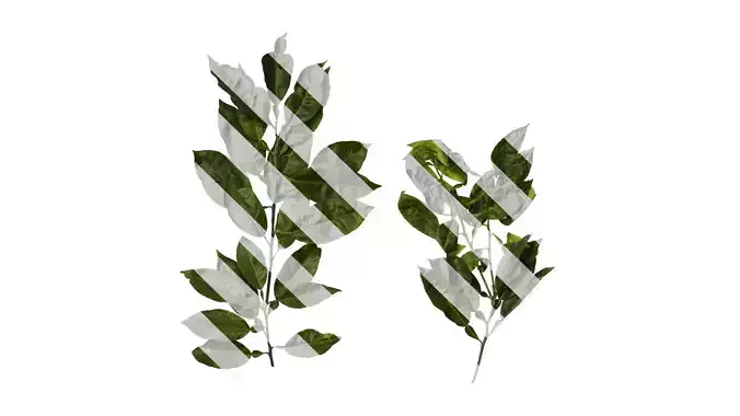 Anydrafts Citrus maxima Atlas 05