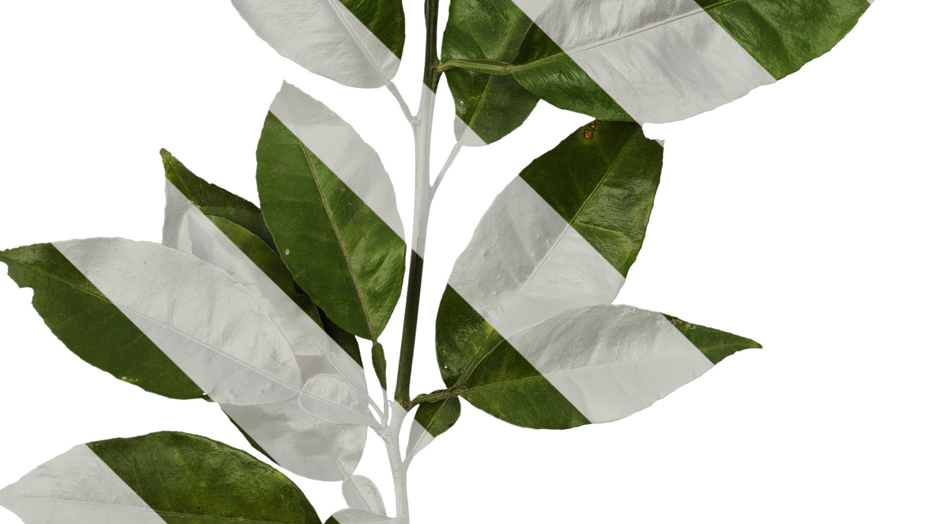 Anydrafts Citrus maxima Atlas 05 Texture_5