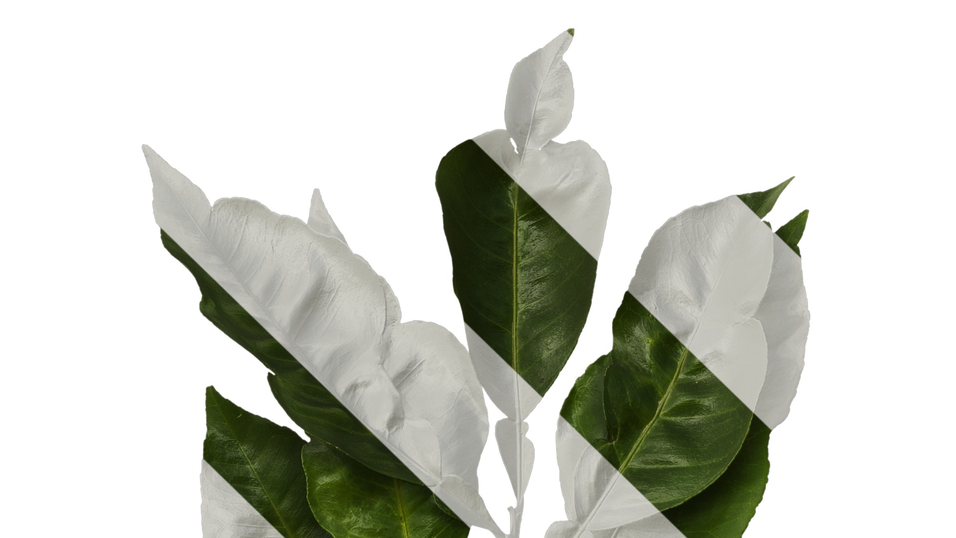 Anydrafts Citrus maxima Atlas 05 Texture_1