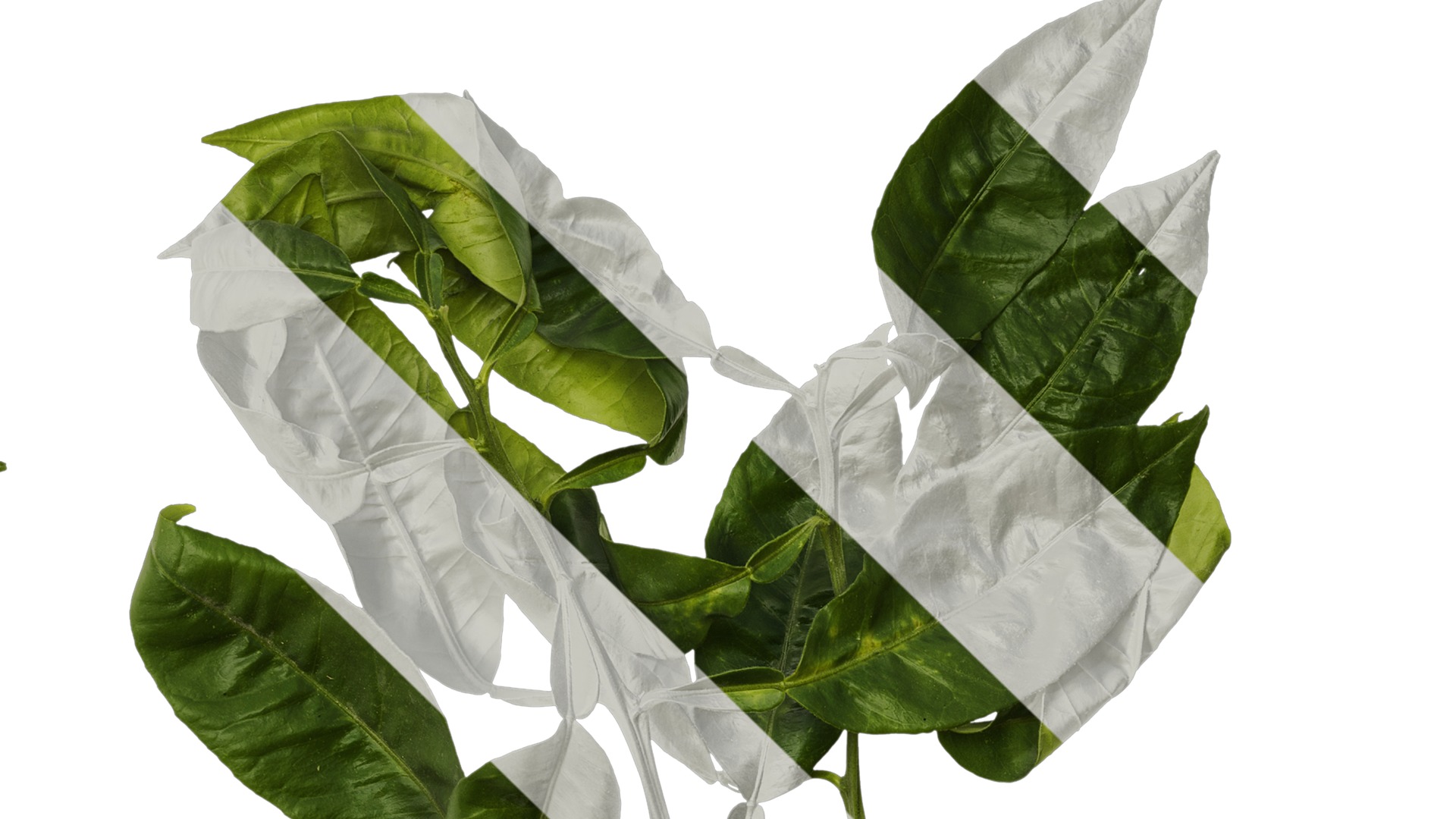 Anydrafts Citrus maxima Atlas 05 Texture_4