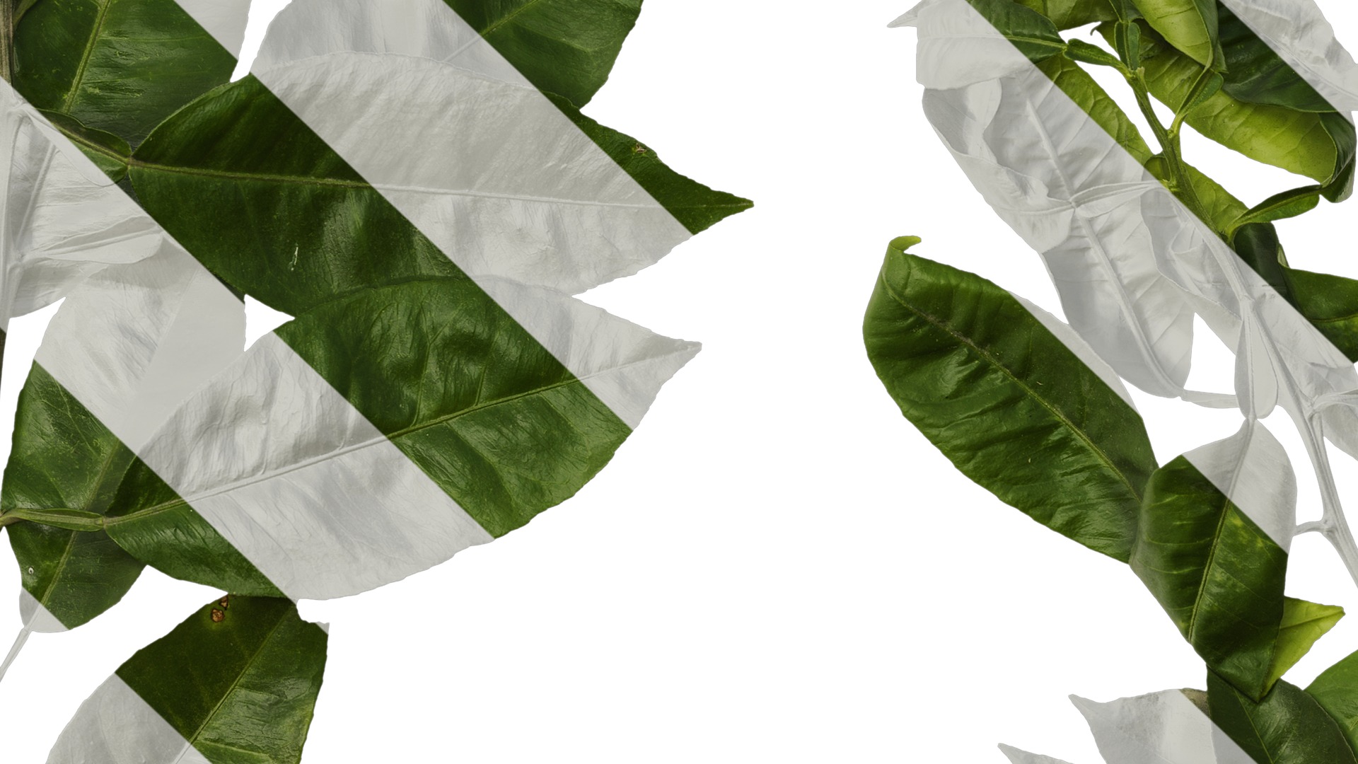 Anydrafts Citrus maxima Atlas 05 Texture_7