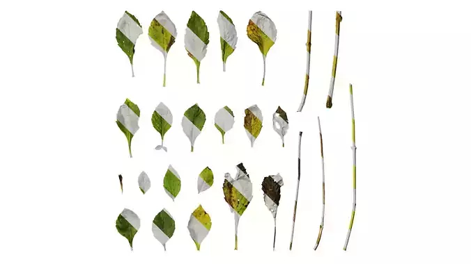 Anydrafts Dahlia pinnata 01 Leaf 16