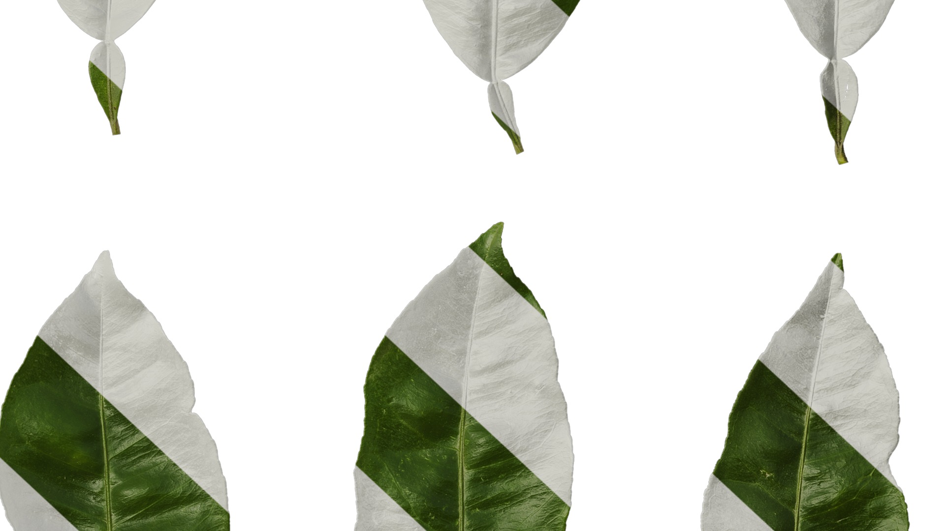 Anydrafts Citrus maxima Leaf 06 Texture_6