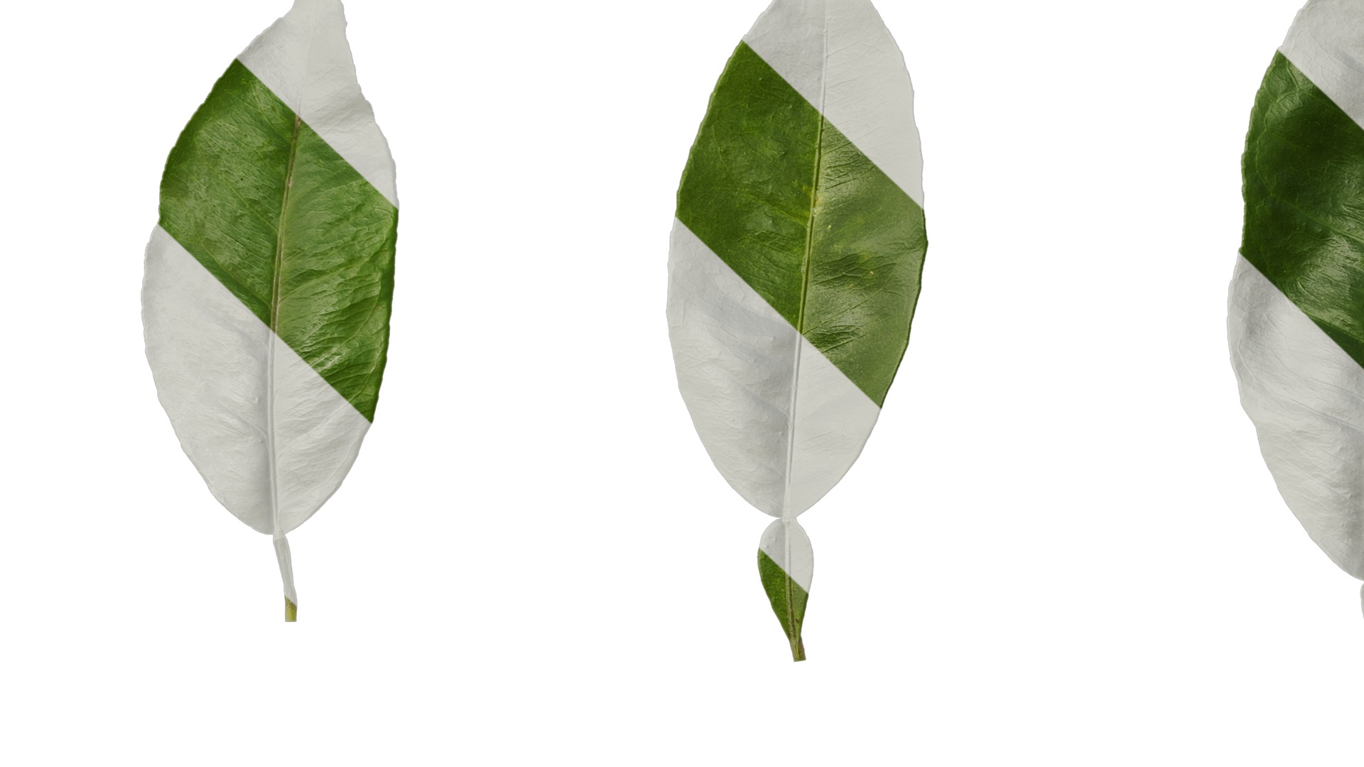 Anydrafts Citrus maxima Leaf 06 Texture_7