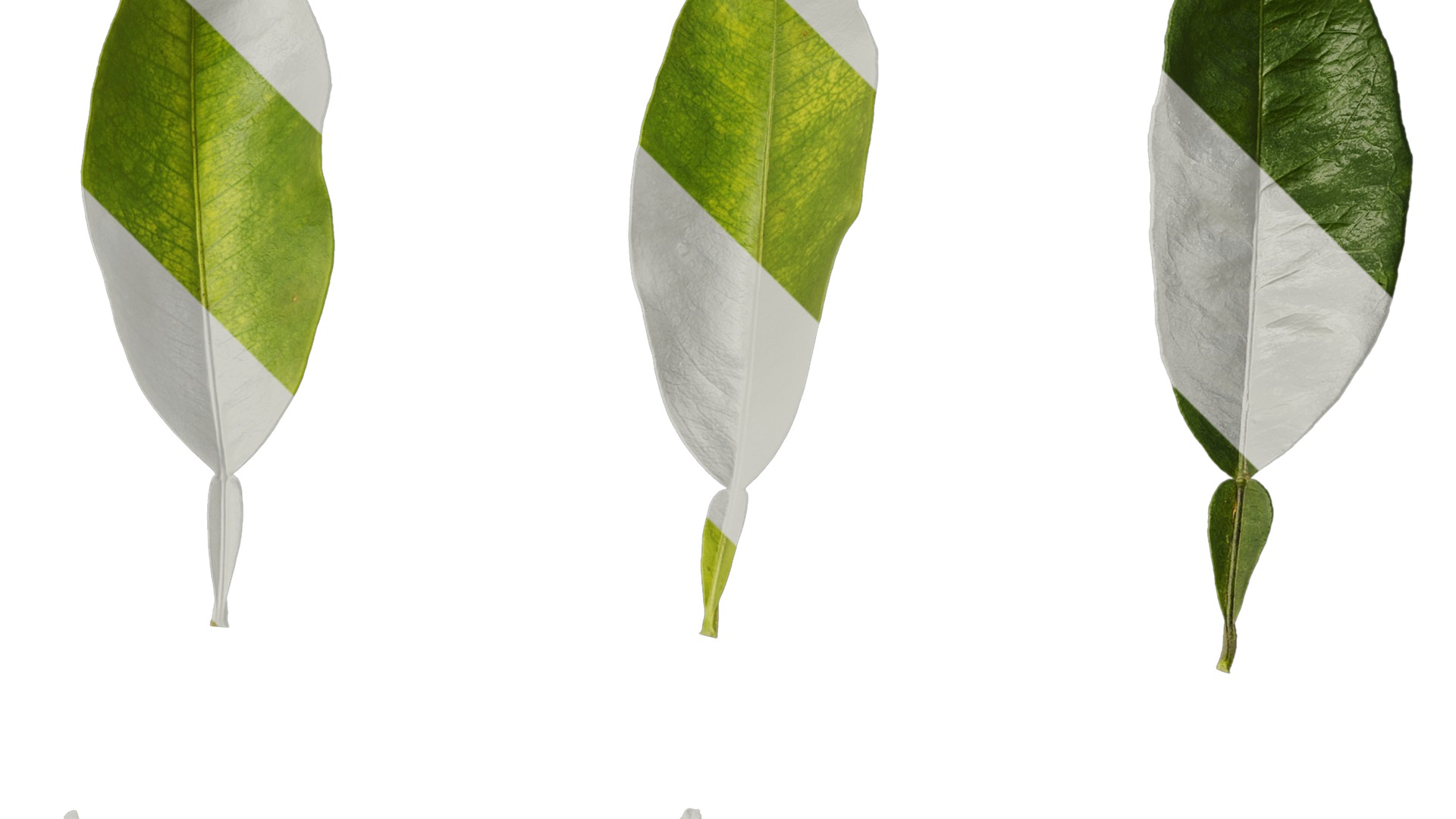 Anydrafts Citrus maxima Leaf 06 Texture_2