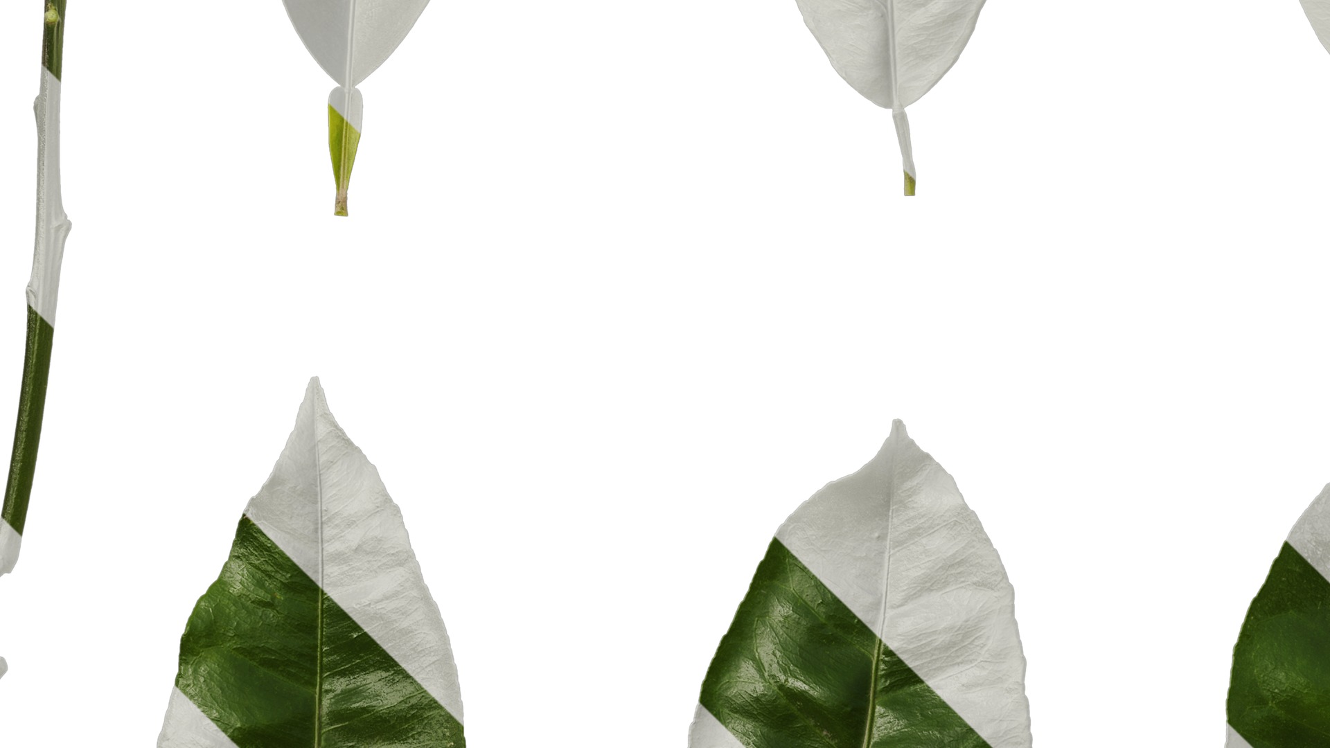 Anydrafts Citrus maxima Leaf 06 Texture_5