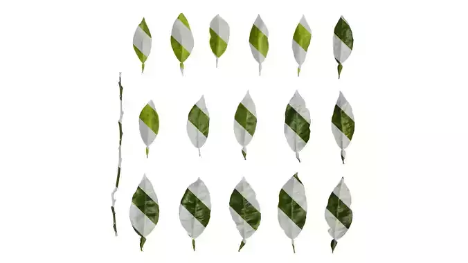 Anydrafts Citrus maxima Leaf 06