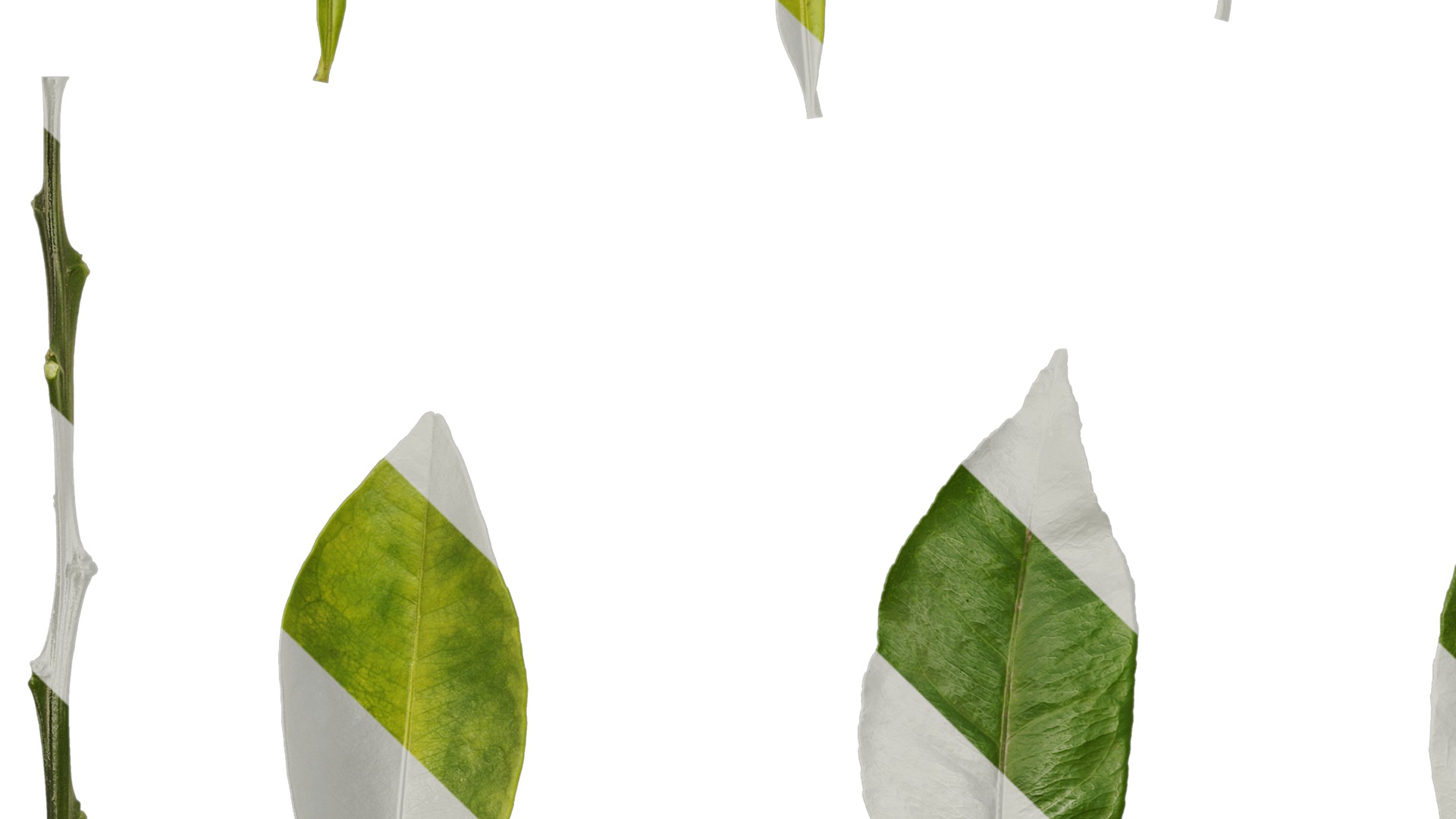 Anydrafts Citrus maxima Leaf 06 Texture_3