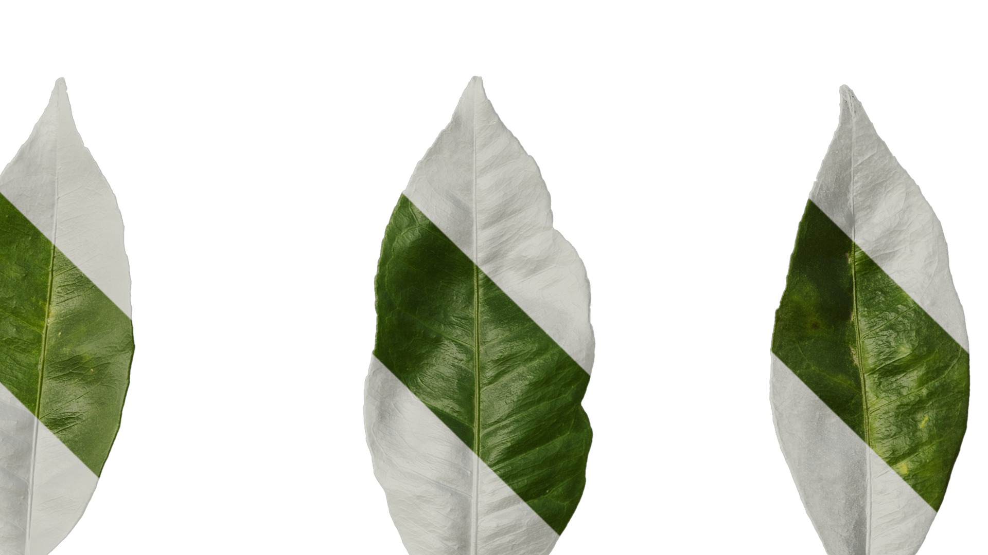 Anydrafts Citrus maxima Leaf 06 Texture_4