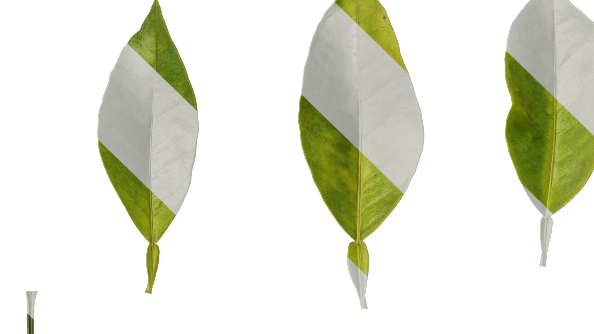 Anydrafts Citrus maxima Leaf 06 Texture_1