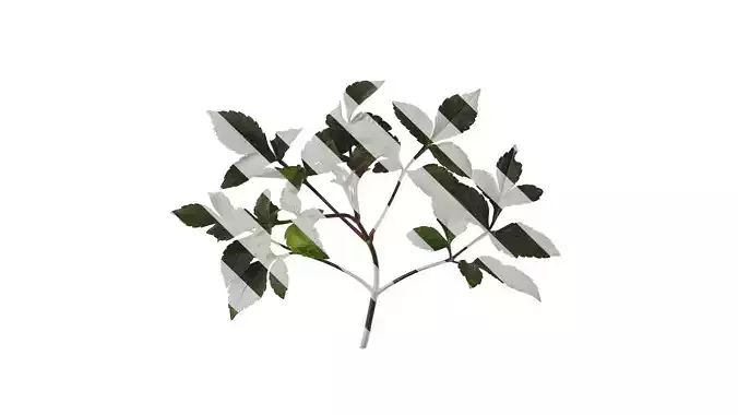 Anydrafts Dahlia pinnata 02 Atlas 01