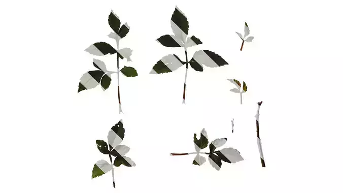 Anydrafts Dahlia pinnata 02 Leaf 01