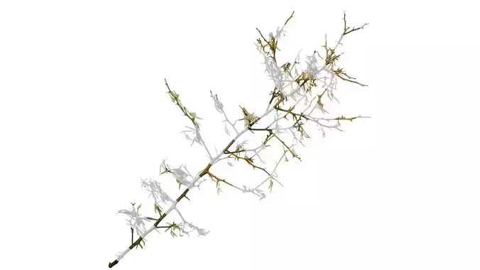 Anydrafts Citrus trifoliata Atlas 04